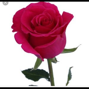 Meet your Posher, Rosa